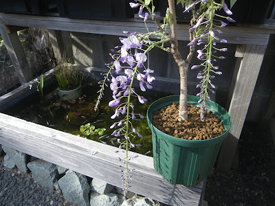 藤の育て方 鉢植えで藤の花を楽しむ メダカの大工