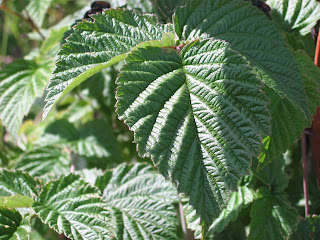 Rubus idaeus