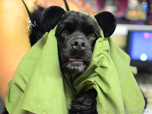 Merlin as an Ewok!