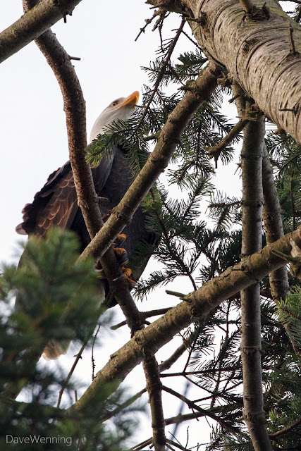 Dune Forest Bald Eagle, Deception Pass State Park