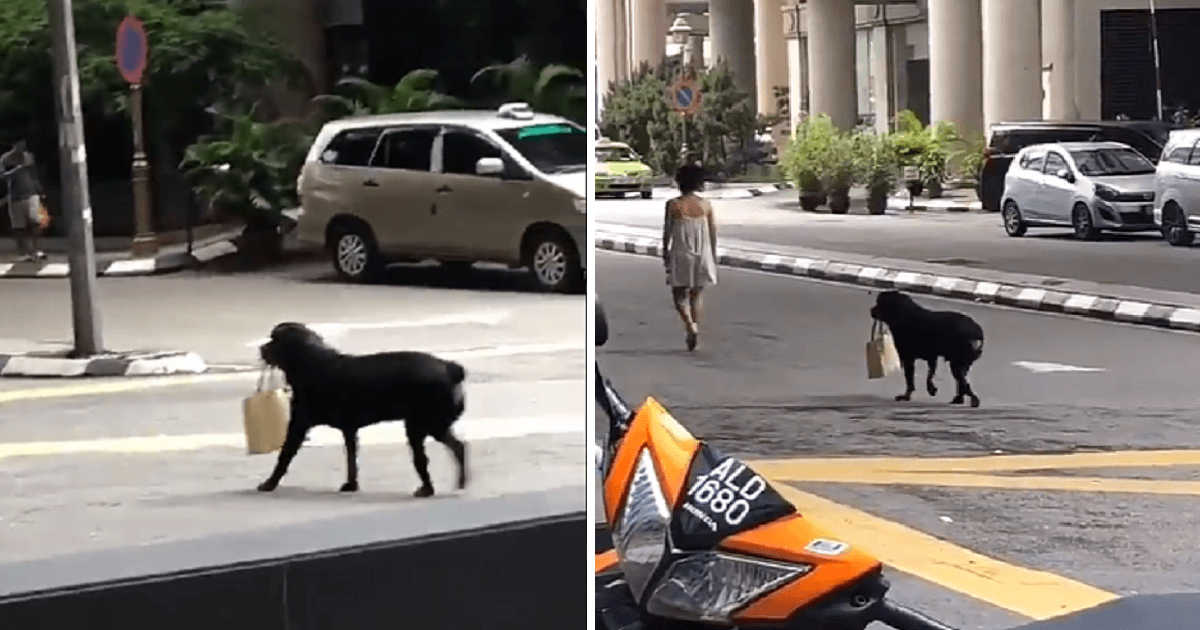 Rottweiler Carries A Malaysian Lady's Bag From The Bank