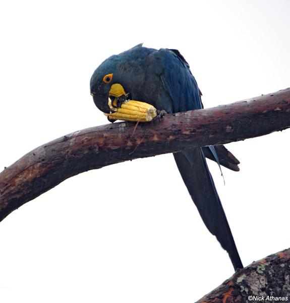 animalia,chordata,bird,aves,neognathae,cacatuoidea,parrot