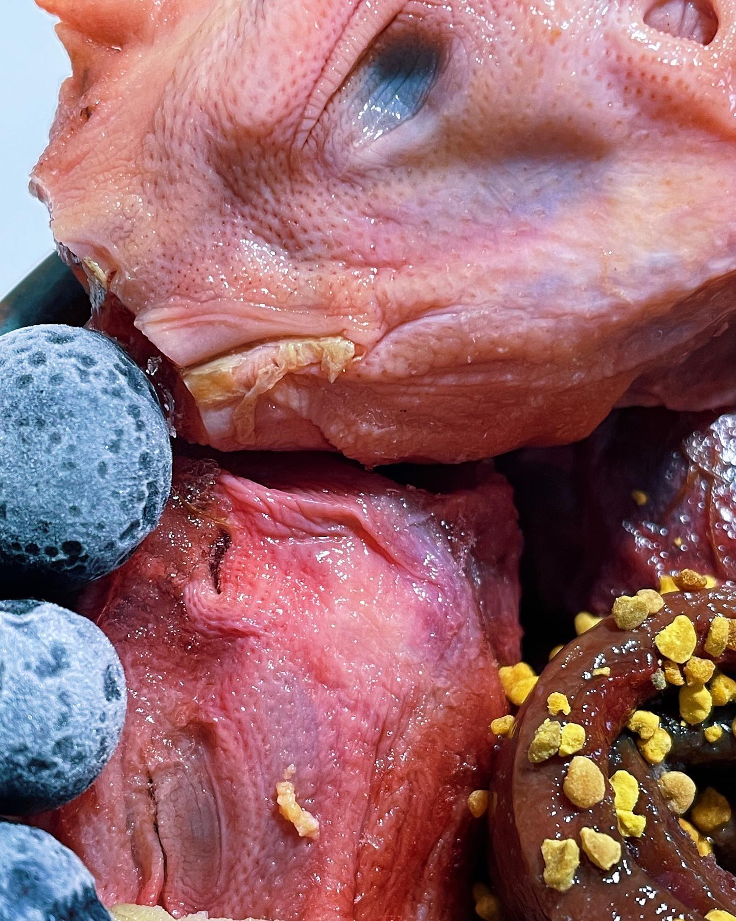 close up photo of blueberries and chicken head