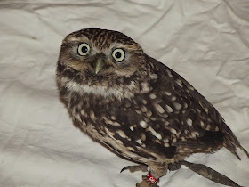 Little Owl