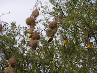 Birds In Nests