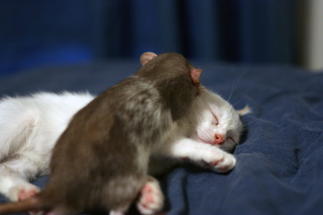 Kitten and rat are best friends, interspecies friends, rat and kitten, rat, kitten