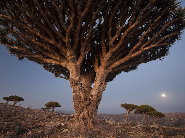 Dragon’s Blood Trees, Socotra