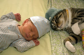 Funny cats - part 78 (35 pics + 10 gifs), cat pics, cat sleeps with human baby