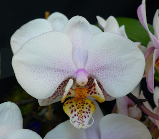 Phalaenopsis Bedford Small Dawn