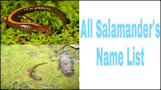 All Salamander species(genus) name list (आग कुदेरनी की प्रजातियां)