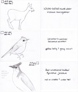 White-bellied musk deer, Whistler's warbler, Red-whiskered bulbul