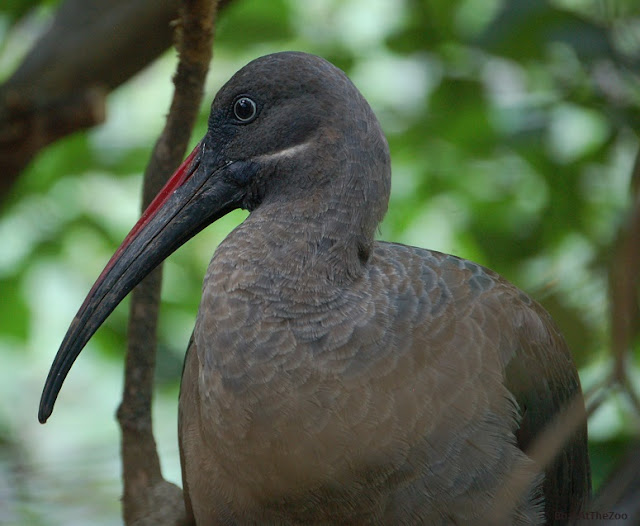 Front view of a hadada ibis, with a brown breast and long, slightly curved beak.