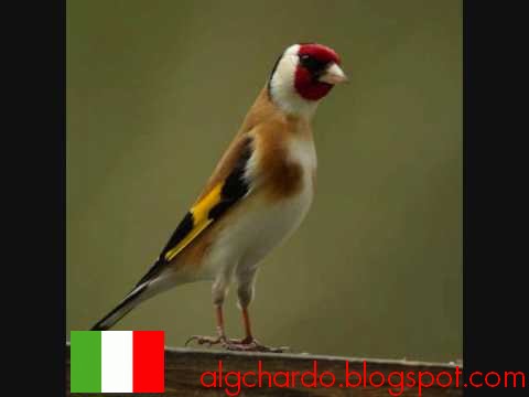 Chant chardonneret d'italie