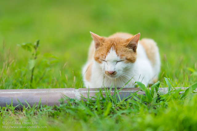 寝ている茶白の猫ｚｚｚ