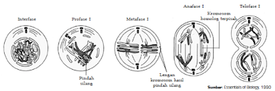  Artikel dibawah ini akan menjabarkan ihwal reproduksi sel Pengertian, Tahapan-Tahapan Profase, Metafase, Anafase dan Telofase Dalam Proses Reproduksi Serta Pembelahan Sel Secara Meiosis