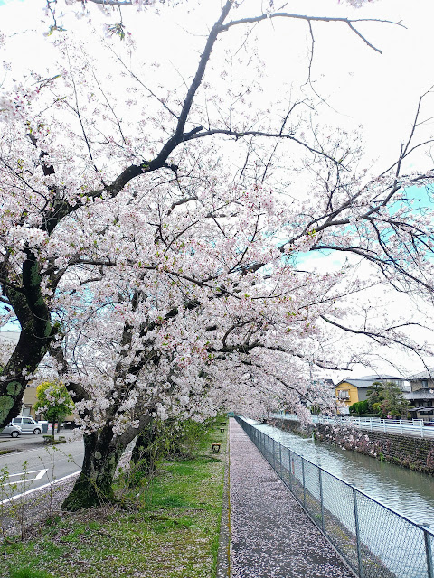 小石川沿いの桜