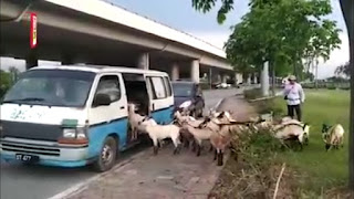 Kambing-kambing Ini Masuk Mobil Dengan Teratur