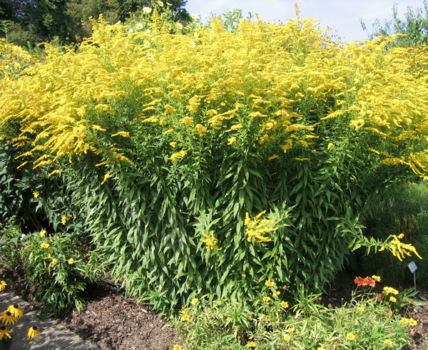 Short Goldenrod