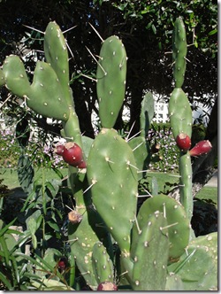 Palm Springs 3 082