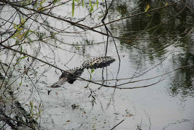 Big Cypress National Preserve