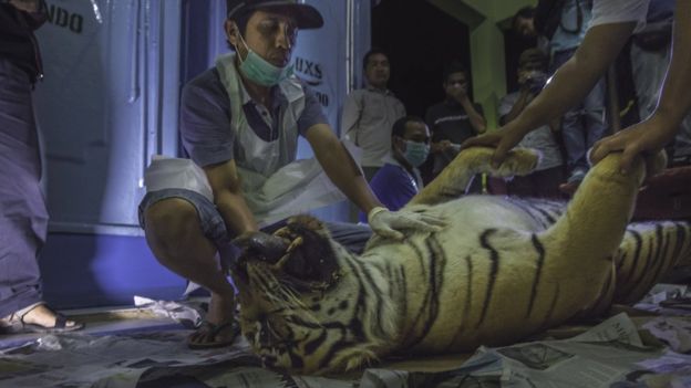 harimau sumatera mati terjerat perngakap babi hutan