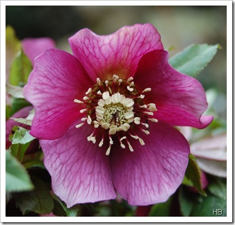 Schneerosenblüte H. Brune