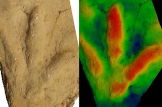 Bird tracks were found again in dinosaur-age strata. Instead of admitting the truth, an imaginary creature was invented to have made the tracks.