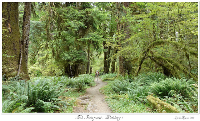 Hoh Rainforest: Watching !