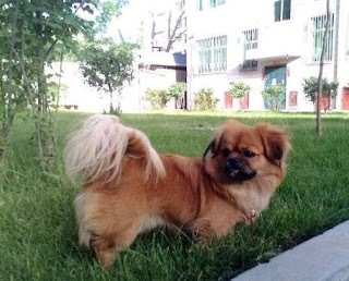 Tibetan Spaniel Puppies Picture