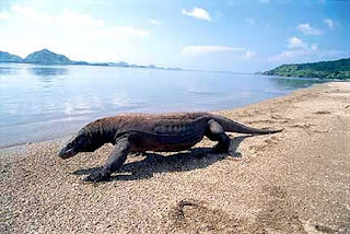 Komodo, wisata pulau komodo, asal usul komodo