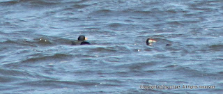 Black Scoter