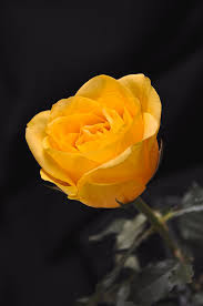 Hd Images Of Yellow Rose 43
