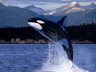 Ocean Animal Wallpaper Ocean Animal