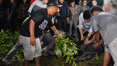 Mengenal Tradisi Mambantai di Agam yang Menghidupkan Ekonomi Warga