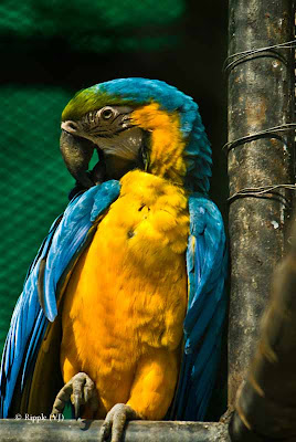 Posted by Ripple (VJ) ; Colorful Birds @ Delhi Zoo : A Blue and Gold Macaw