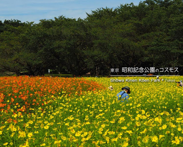 昭和記念公園：東花畑のキバナコスモス