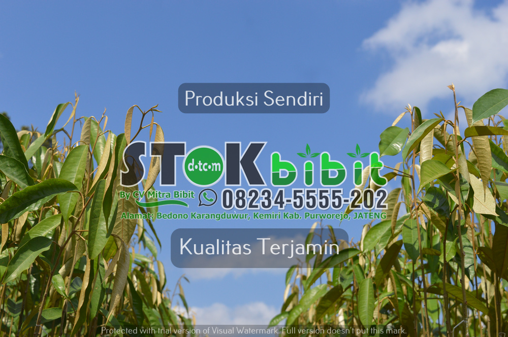       Tin 															 															        buah tin lebat															 															 