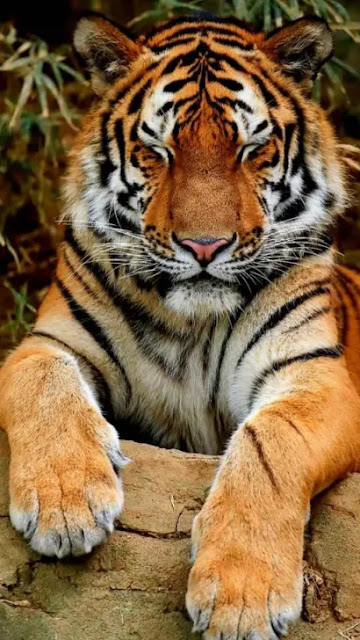 Gambar Harimau Keren