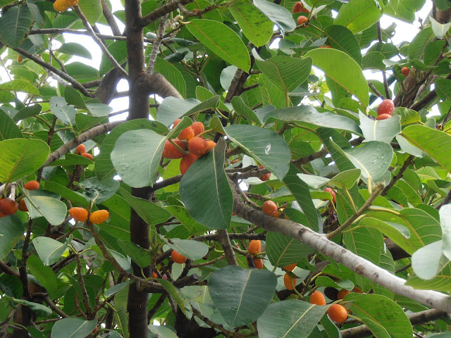 HIGUERA DE MYSORE: Ficus drupacea