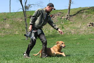 adiestramiento canino