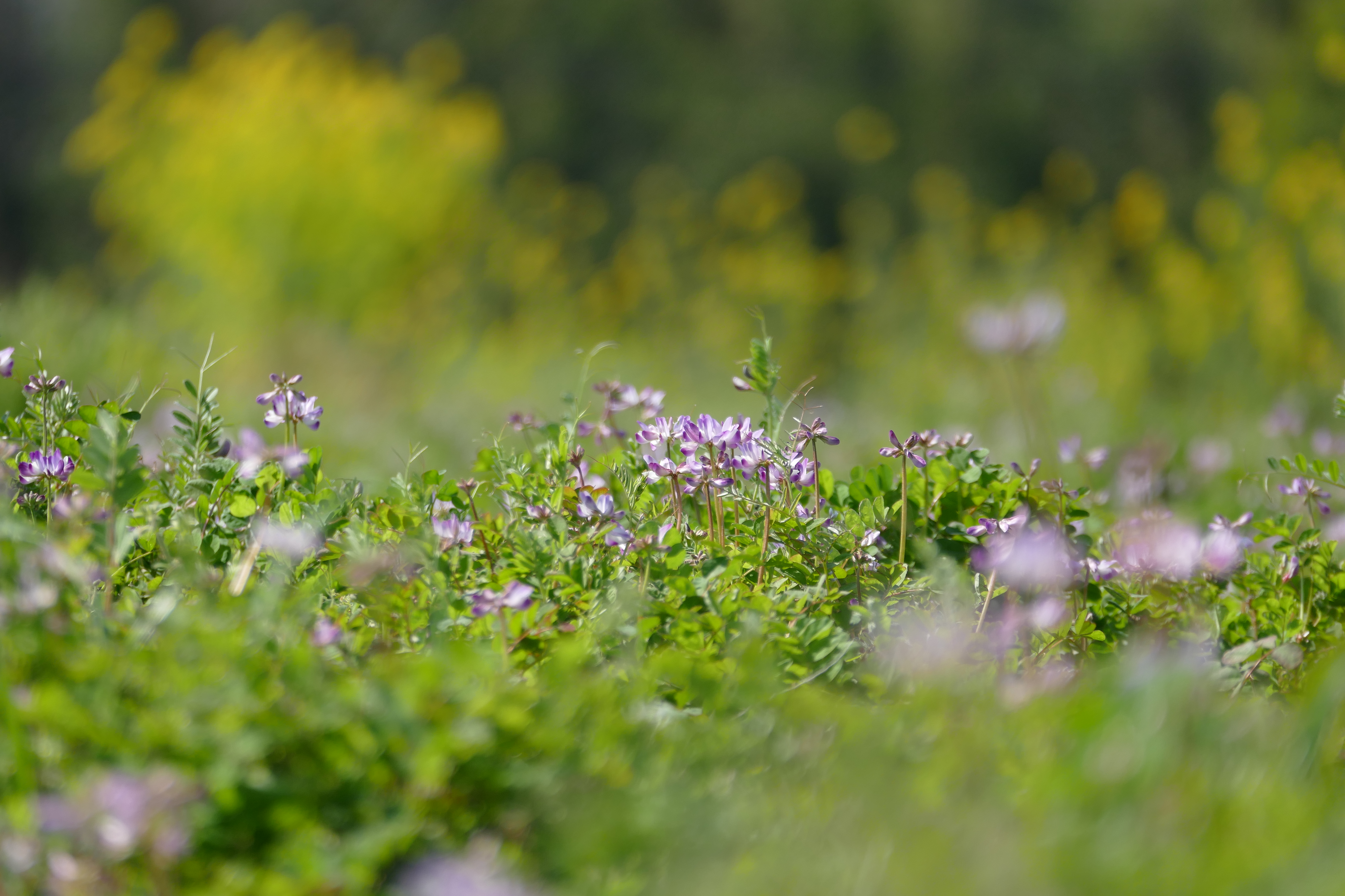 21開花状況 辺り一面ピンクのれんげの花畑を見に行ってきた 大阪
