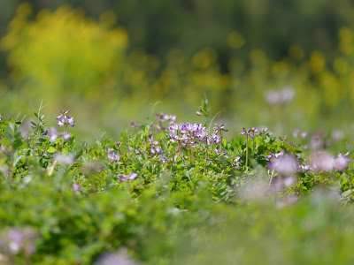 [最も共有された！ √] れんげ 花 282069-れんげ 花