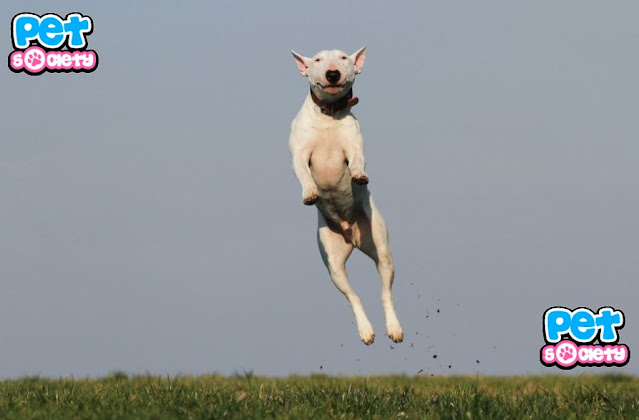 dog training