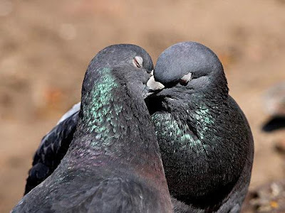 Vogel Lieben Fotos