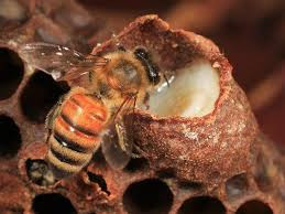 honey bee, bee pollen, bee hive, honey bees, organic honey, honeybee, how do bees make honey, health benefits of honey, honey benefits, buckwheat honey, clover honey, pure honey, honeybees, why do bees make honey, acacia honey, uses of honey, black honey, natural honey, best honey, sue bee honey, bees and honey, do bumble bees make honey, honey farm, best honey in the world