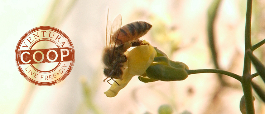 Ventura Cooperative