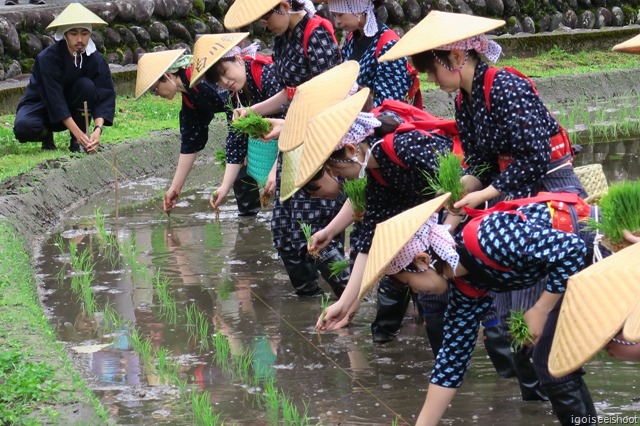 Traditional rice planting process at Shirakawa-go