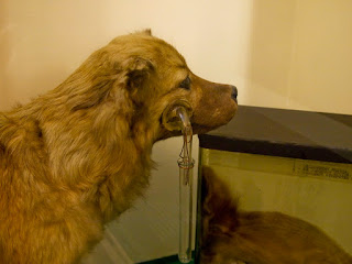 экспонат музея собака Павлова