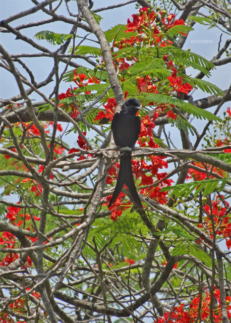 Black drongo bird on a Krishnasura Tree