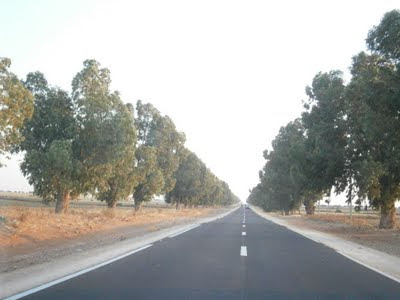 RÃ©sultat de recherche d'images pour "routes d'eucalyptus maroc"